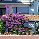 Gold & Gray * 자다르