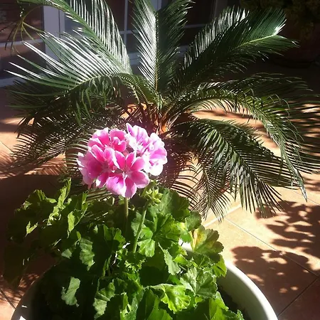 Gold & Gray زادار